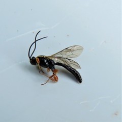 Metopiinae