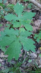 Stylophorum diphyllum