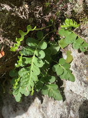 Polypodium hesperium