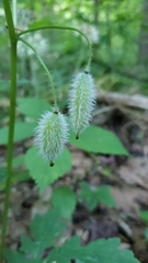 Stylophorum diphyllum