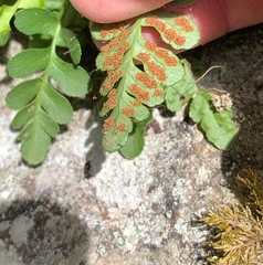 Polypodium hesperium