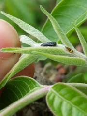 Agrilaxia flavimana