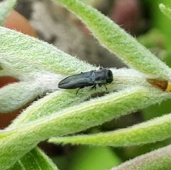 Agrilaxia flavimana