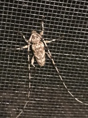 Acanthocinus obsoletus