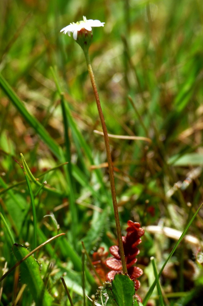 Lagenophora montana