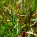 Lagenophora montana - Photo (c) harrylurling, algunos derechos reservados (CC BY-NC), subido por harrylurling