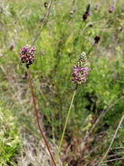 Dalea tenuis