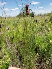 Dalea tenuis