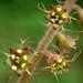 Taiwan Miterwort - Photo no rights reserved, uploaded by 葉子