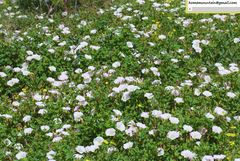 Calystegia hederacea