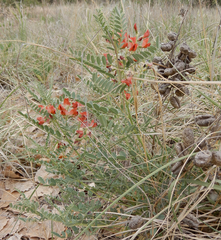 Sphaerophysa salsula