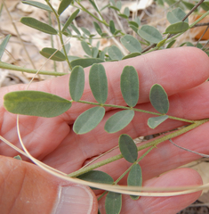 Sphaerophysa salsula