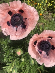 Papaver orientale