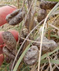 Sphaerophysa salsula