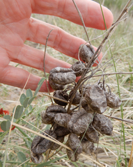 Sphaerophysa salsula