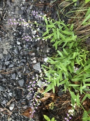 Polygala polygama