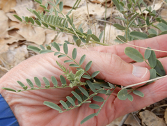 Sphaerophysa salsula