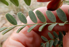 Sphaerophysa salsula