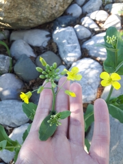 Brassica