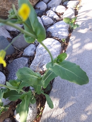 Brassica