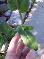 Brassica
