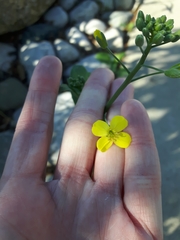 Brassica