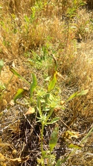 Eryngium aristulatum