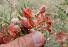 Sphaerophysa salsula