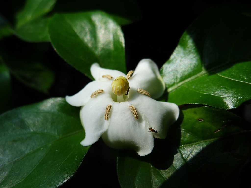 Randia spinosa (Randia spinosa)