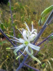 Chlorogalum pomeridianum