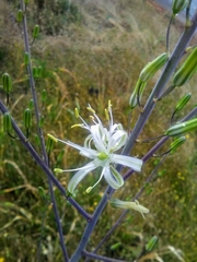 Chlorogalum pomeridianum