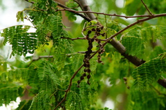 Piptadenia obliqua