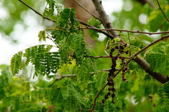 Piptadenia obliqua