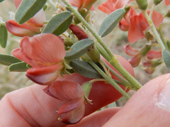 Sphaerophysa salsula