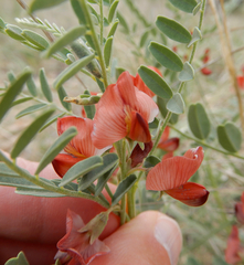 Sphaerophysa salsula