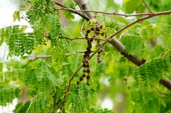 Piptadenia obliqua