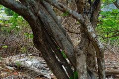 Piptadenia obliqua