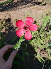 Linum grandiflorum