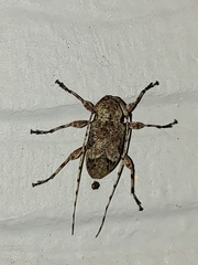 Lagocheirus araneiformis