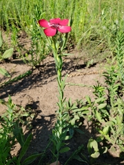Linum grandiflorum