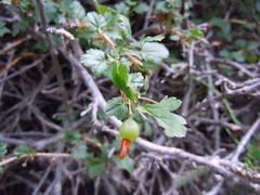 Ribes aciculare