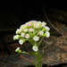 Arctic Butterbur - Photo (c) mhays, some rights reserved (CC BY-NC), uploaded by mhays