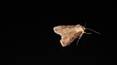 Agrotis stigmosa