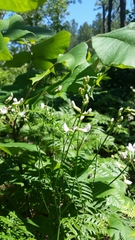 Astragalus michauxii