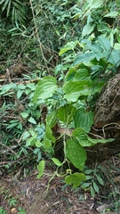 Stemona tuberosa