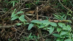 Smilax riparia