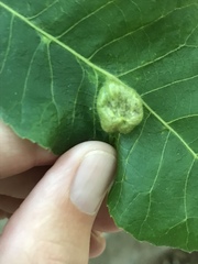 Phylloxera notabilis