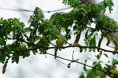 Piptadenia obliqua