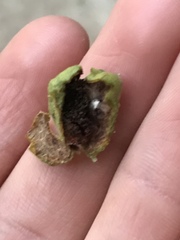 Phylloxera notabilis