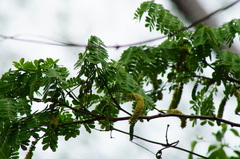 Piptadenia obliqua